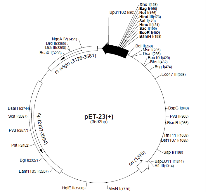 pET-23(+) 载体