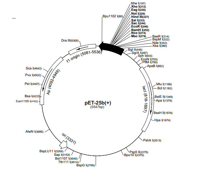 pET-25b(+) 载体