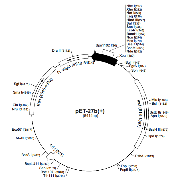 pET-27b(+) 载体