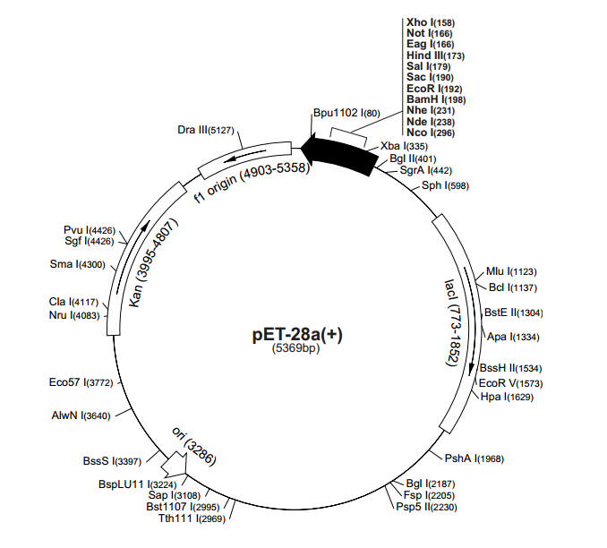 pET-28a(+) 载体