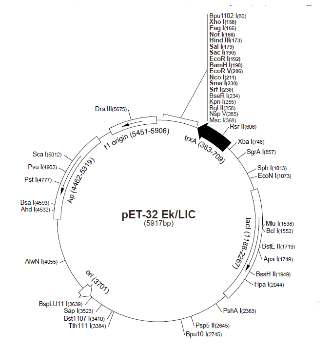 pET-32 EK/LIC 载体