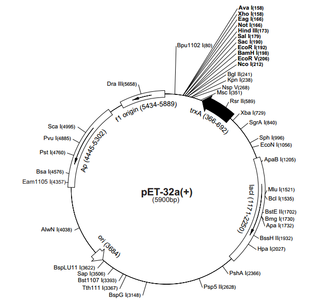 pET-32a(+) 载体