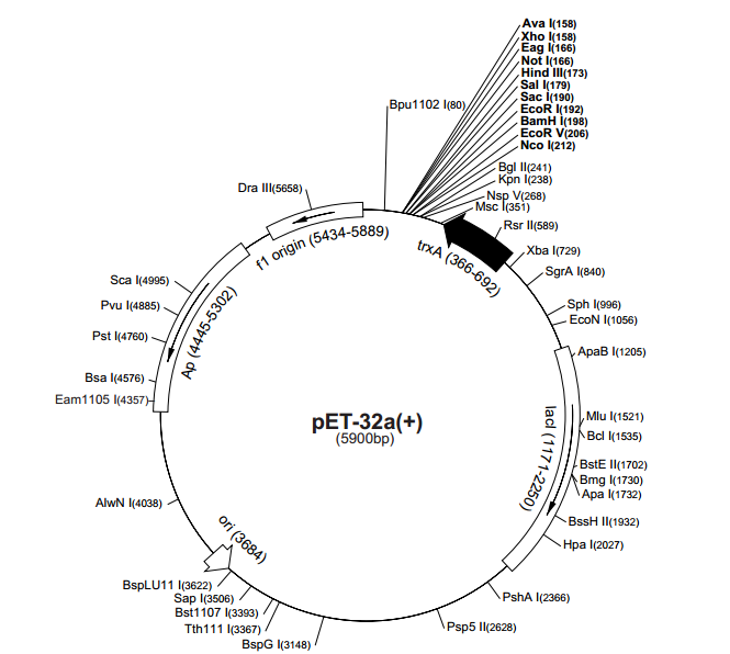 pET-32b(+) 载体
