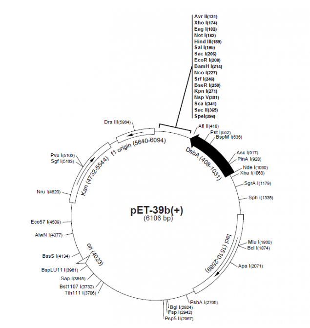 pET-39b(+) 载体