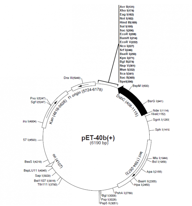 pET-40b(+) 载体