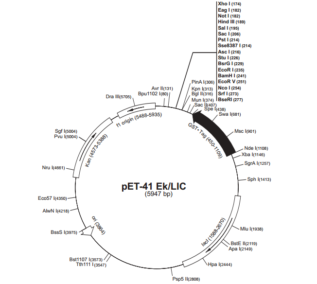 pET-41Ek/LIC 载体