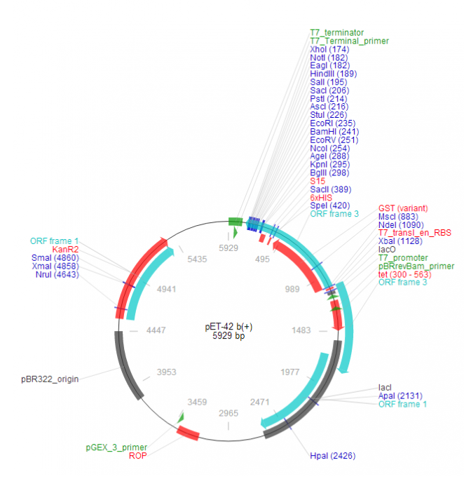 pET-42b(+) 载体