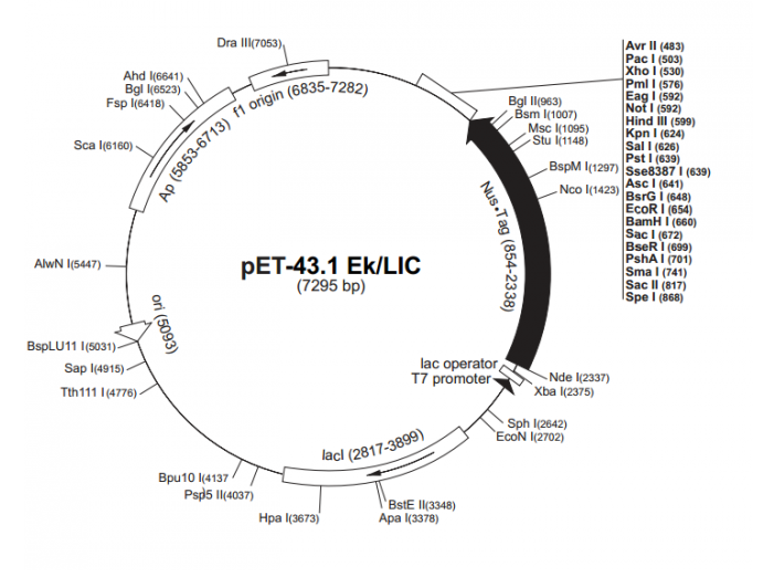 pET-431 EK/LIC 载体