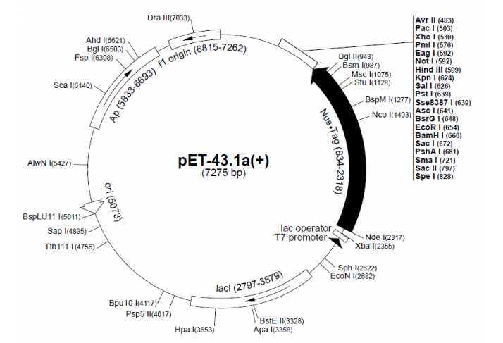 pET-431a(+) 载体