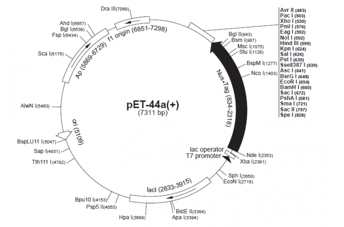 pET-44a(+) 载体