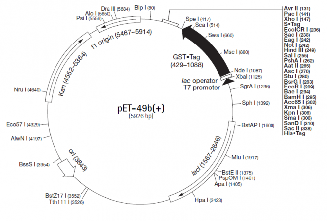 pET-49b(+) 载体