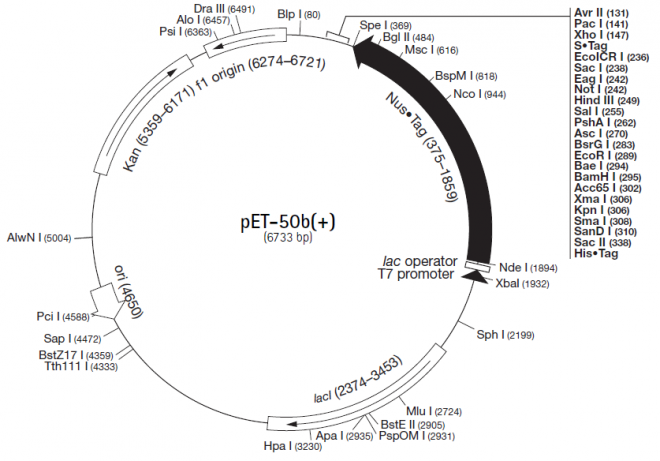 pET-50b(+) 载体