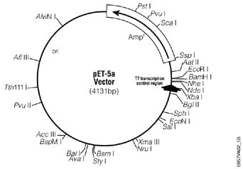 pET-5a(+) 载体