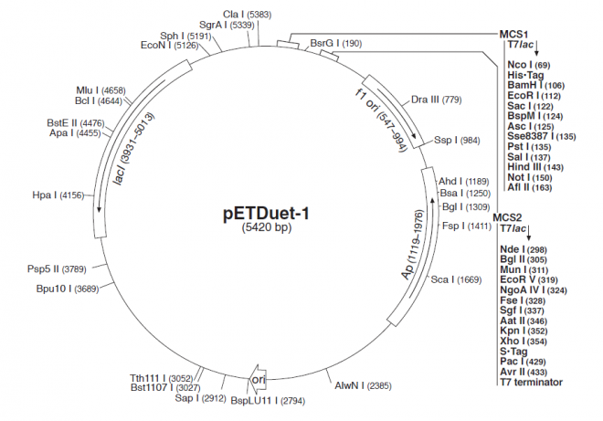 pETDuet-1 载体