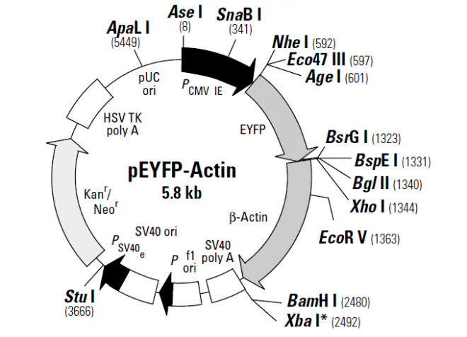 pEYFP-Actin 载体