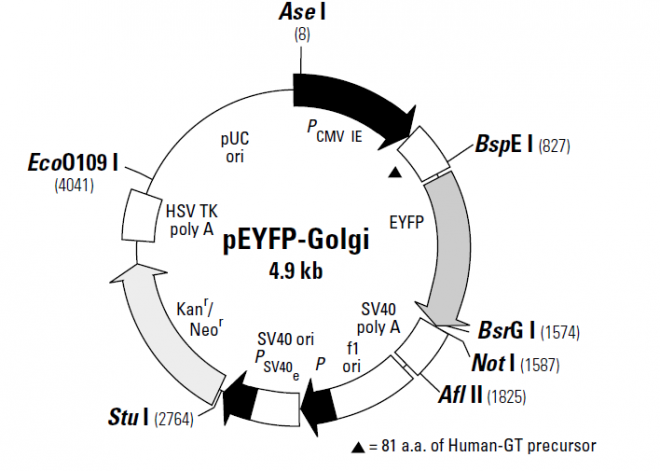 pEYFP-Golgi 载体