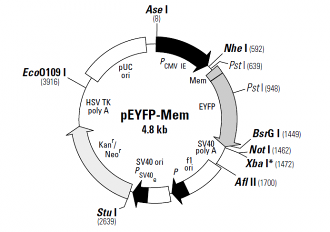 pEYFP-Mem 载体