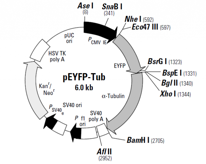 pEYFP-Tub 载体