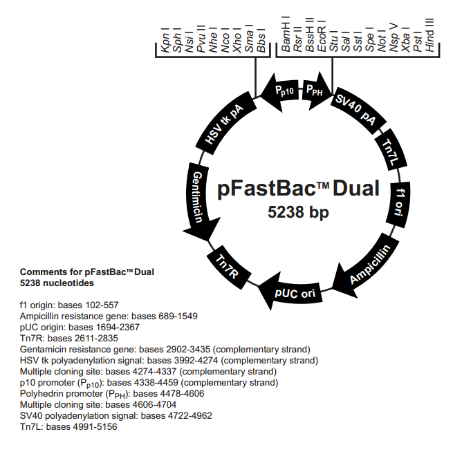 pFastBac Dual 载体