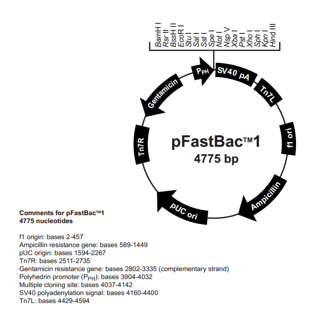 pFastBac1 载体