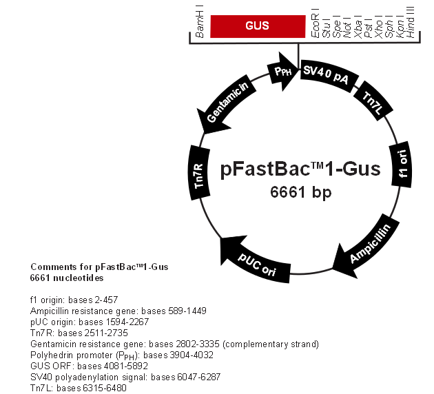 pFastBac1-Gus 载体