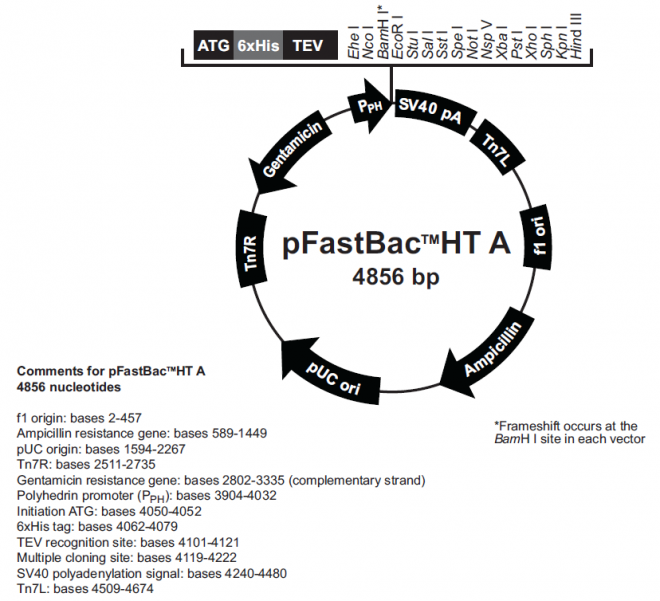 pFastBacHT B 载体