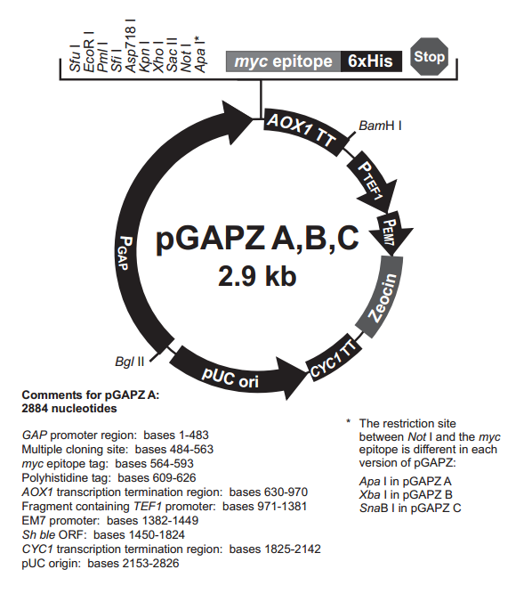 pGAPZ B 载体