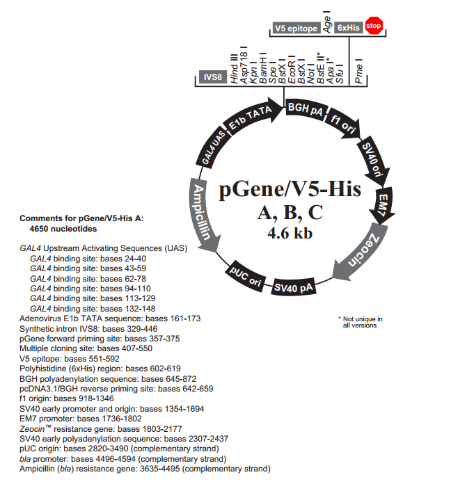 pGene/v5-His B 载体