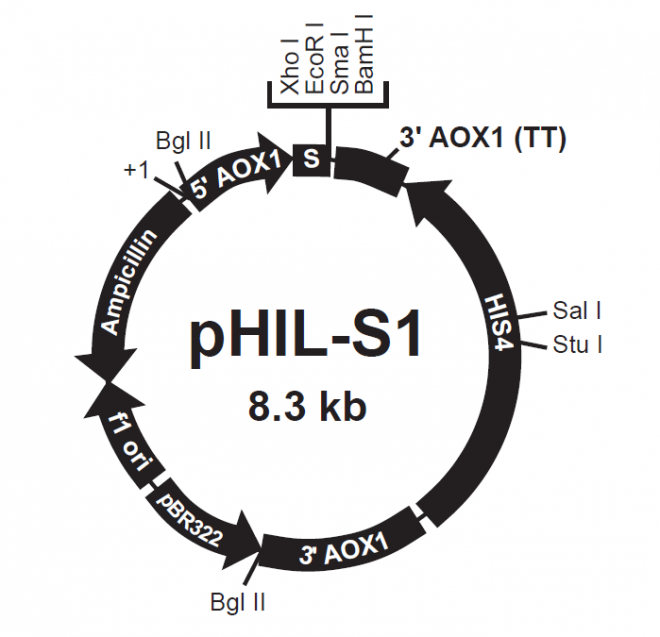 pHIL-S1 载体