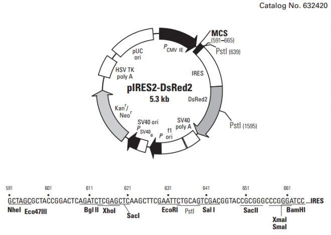 pIRES2-DsRed2 载体