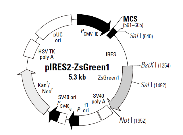 pIRES2-ZsGreen1 载体