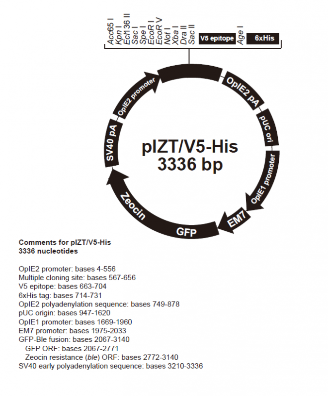 pIZT/V5-His 载体