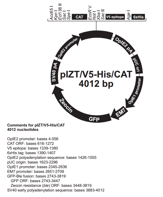 pIZT/V5-His/CAT 载体