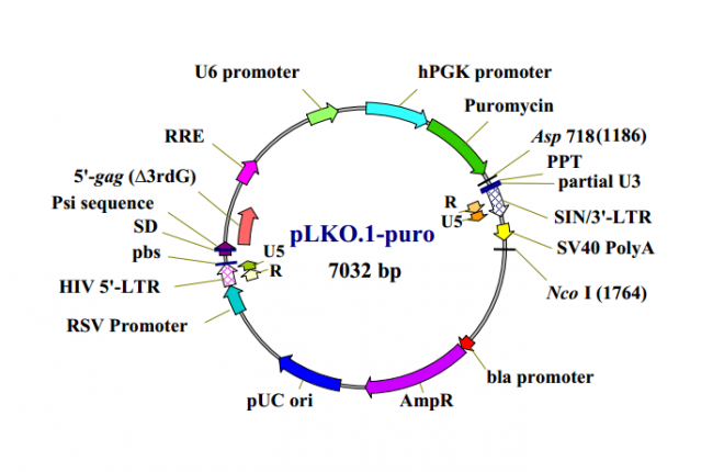 pLKO1 puro 载体