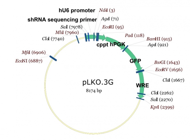 pLKO3G 载体