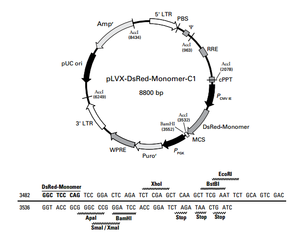 pLVX-DsRed-Monomer-C1 载体
