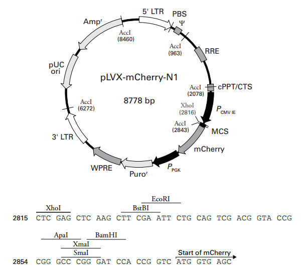 pLVX-mCherry-N1 载体