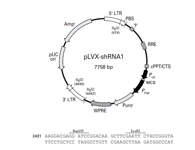 pLVX-shRNA1 载体