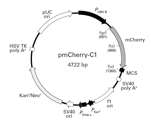 pmCherry-C1 载体