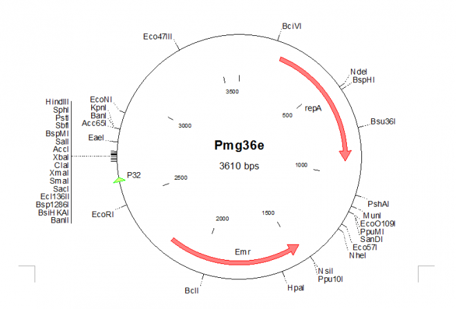 pMG36e 载体