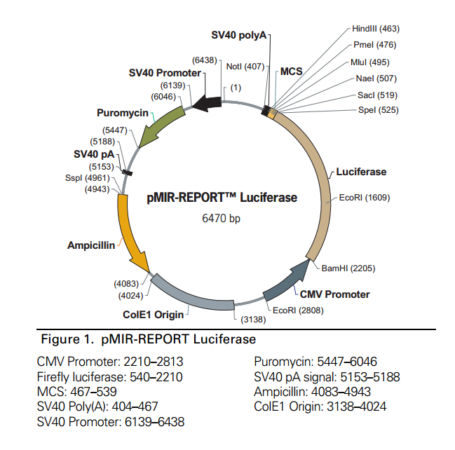 pMIR-REPORT Luciferase 载体