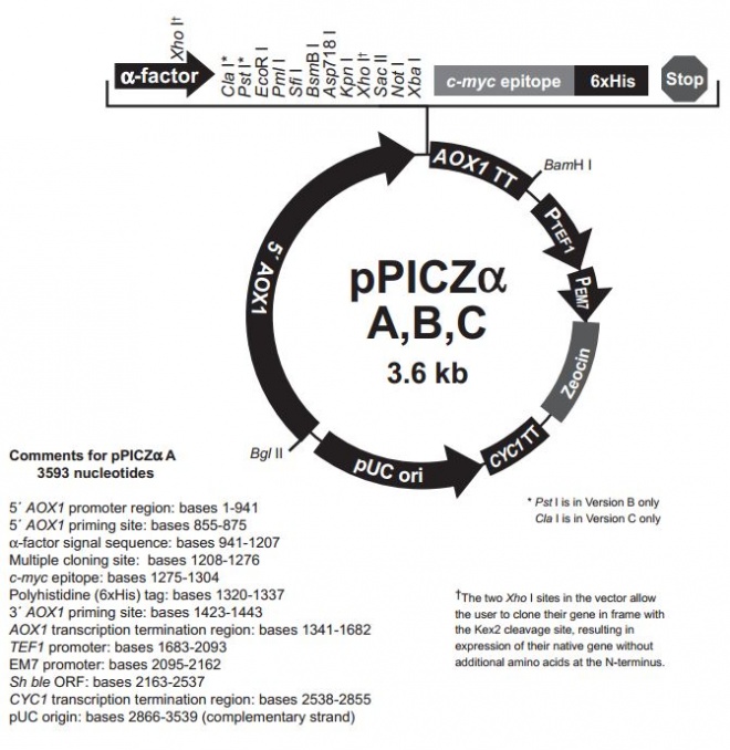 pPICZα C 载体