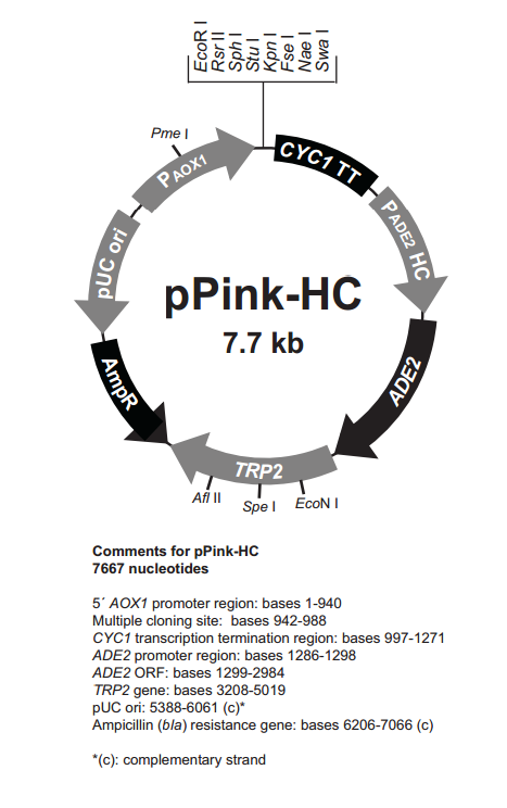 pPink-HC 载体
