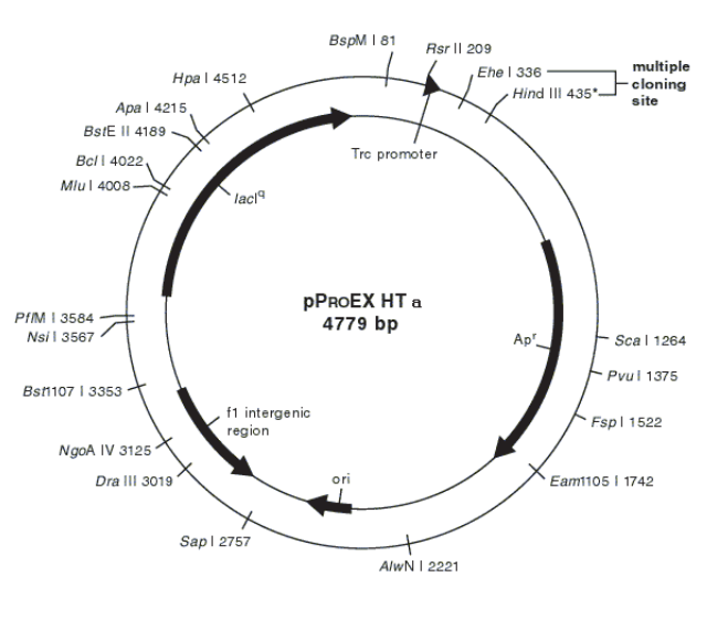 pPROEX HTa 载体