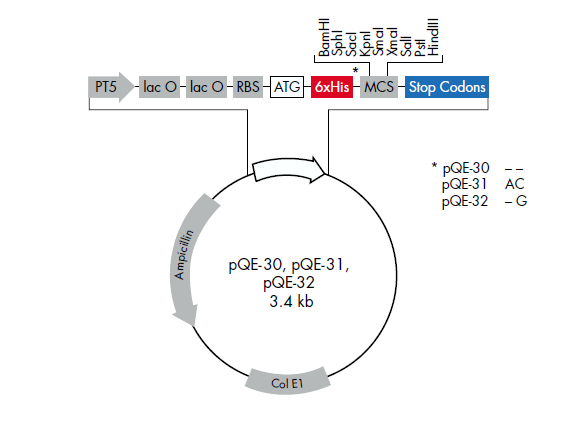 pQE-31 载体