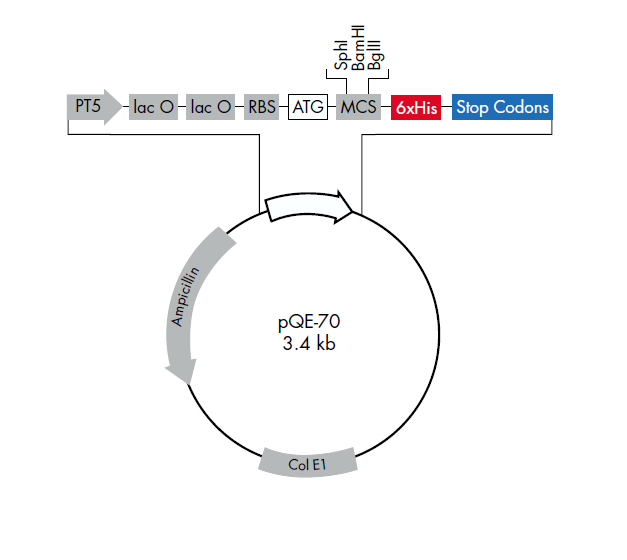 pQE-70 载体