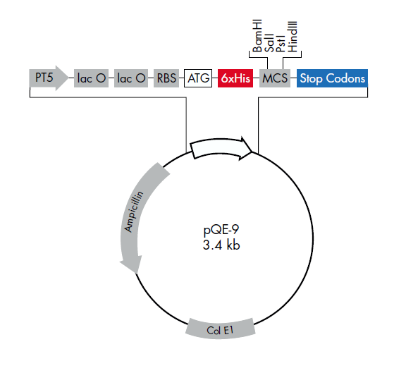 pQE-9 载体