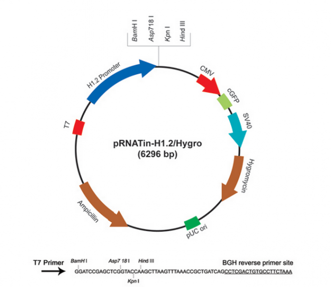 pRNATin-H12/Hygro 载体