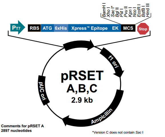 pRSET C 载体