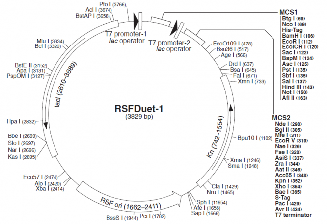 pRSFDuet-1 载体